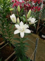 [5303 Snowboard No02.JPG]